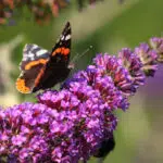 Un été breton dans un jardin fleuri