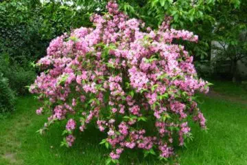 weigelia