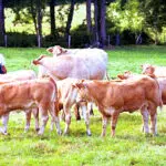 Fermes bio en Bretagne : un record en 2016