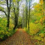 Filière forêt-bois en Bretagne : quel avenir dans 10 à 15 ans ?