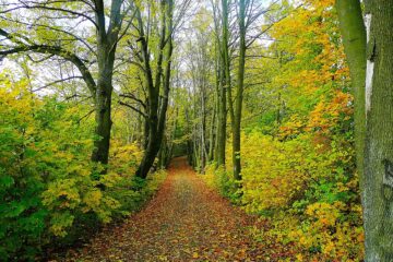 forêt bretonne