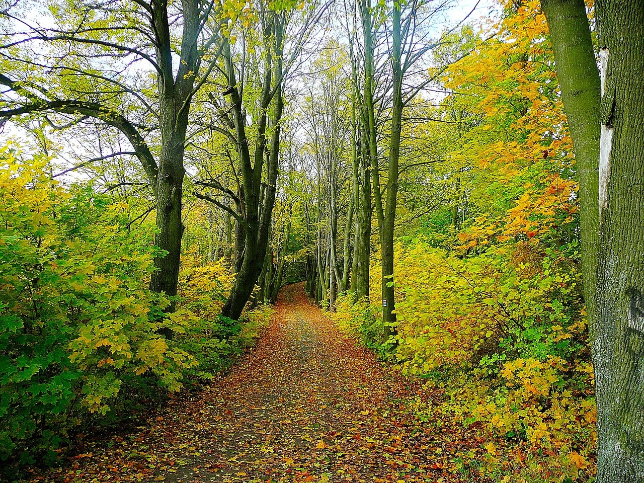 forêt bretonne