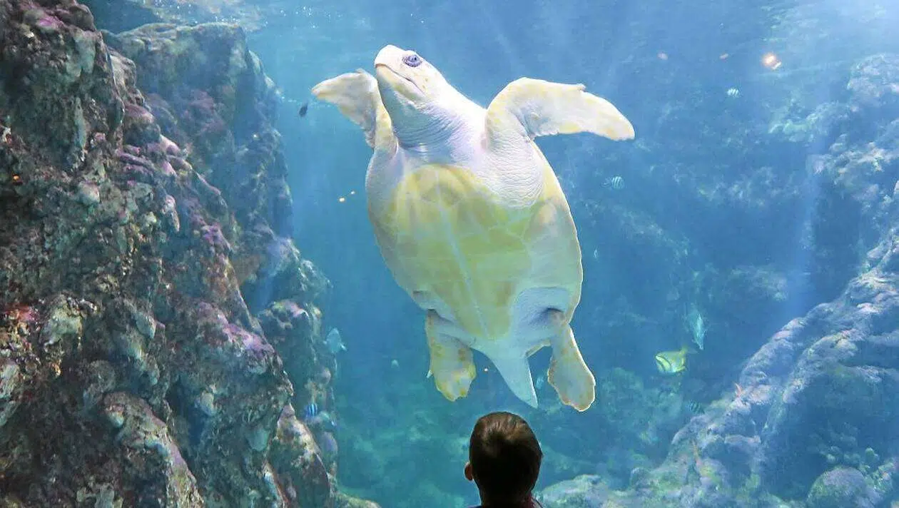 Une tortue de l'aquarium