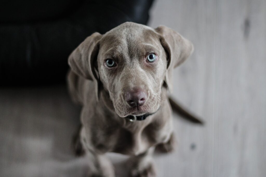 Adopter un chien les refuges en Bretagne The Daily Breizh