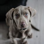 Adopter un chien : les refuges en Bretagne