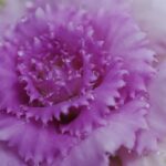 Rose Eternelle Cristal