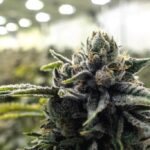 Les terpènes dans le CBD c'est quoi