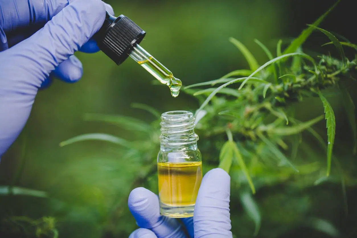 CBD et cellules cancéreuses