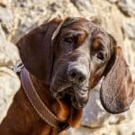 Chien qui veut se faire adopter