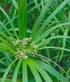 Les plus belles fleurs commençant par la lettre U