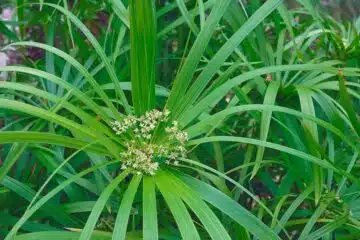 Les plus belles fleurs commençant par la lettre U