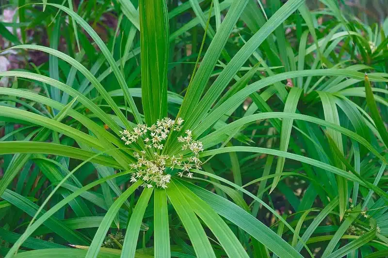 Les plus belles fleurs commençant par la lettre U