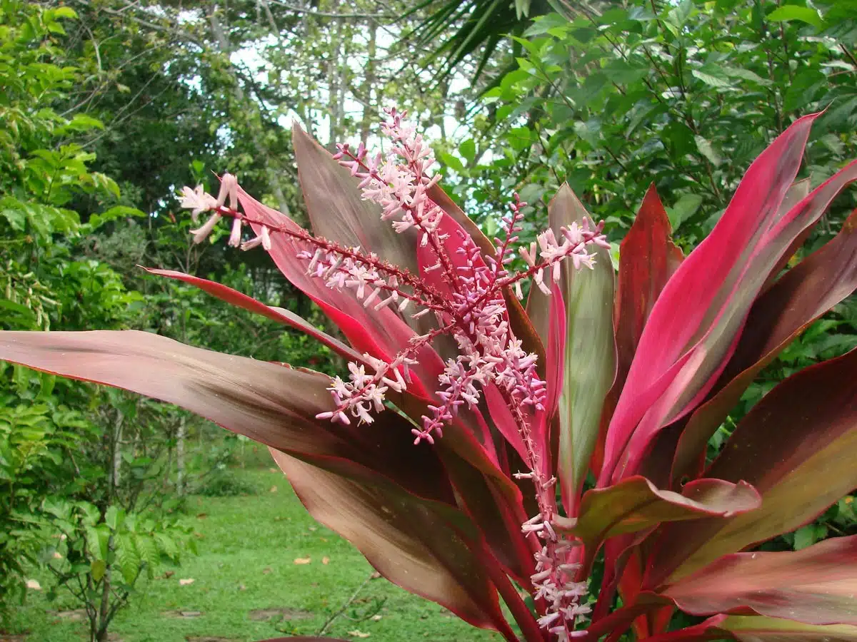 Les plus belles fleurs commençant par la lettre U