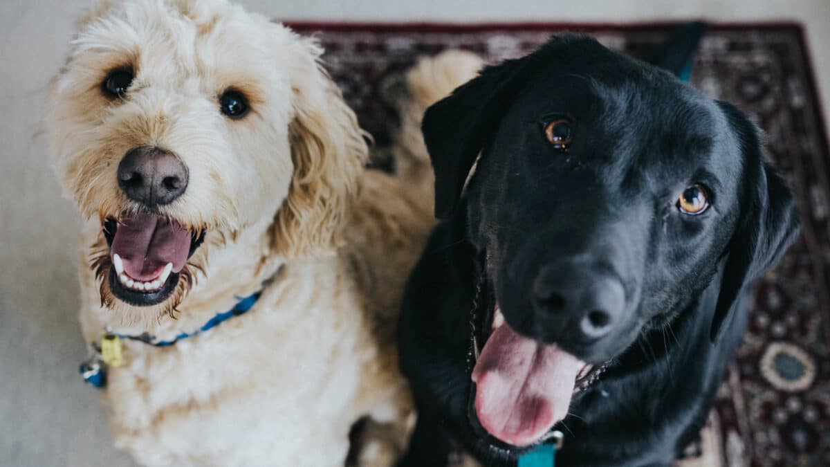 Offrir une alimentation équilibrée à son chien pour sa santé et son bien-être