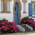 Hortensia, camélia, ajonc : selon les experts, voici les fleurs emblématiques de la Bretagne à adopter chez soi